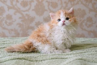 Котёнок ламбкина