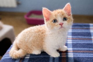 Котёнок ламбкина