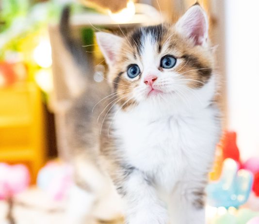 8 самых маленьких и милых пород кошек