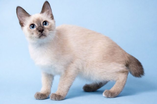 Скиф-тай-дон — одна из самых маленьких пород в мире: взрослые кошки могут весить всего 1,5 кг. Несмотря на размер, это живые, общительные животные с яркой внешностью и сильной привязанностью к хозяину.