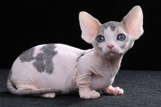 Котёнок минскина