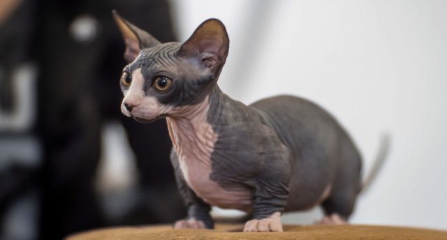 Минскин сочетает короткие лапы и почти полное отсутствие шерсти, оставаясь компактным и ориентированным на человека. При весе до 3 кг эта порода требует тёплого дома и регулярного ухода за кожей.