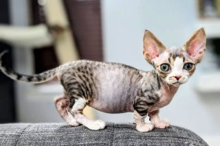 Котёнок минскина