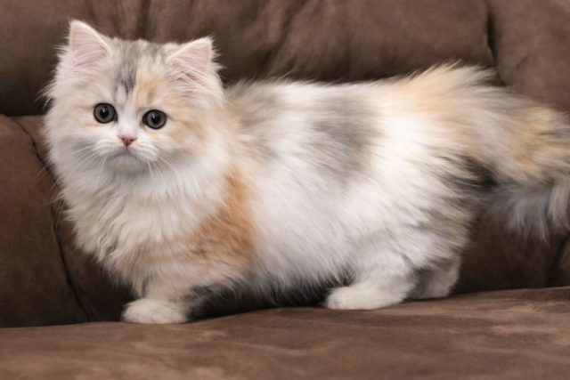 Наполеон (менуэт) выглядит как миниатюрный пушистый медвежонок с короткими лапами и спокойным характером. Эти кошки весят до 4 кг, любят внимание, но не навязываются и хорошо подходят для семейной жизни.