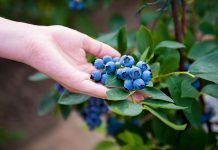 9 самых надёжных сортов высокорослой голубики, которые я советую