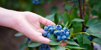 9 самых надёжных сортов высокорослой голубики, которые я советую