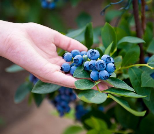 9 самых надёжных сортов высокорослой голубики, которые я советую