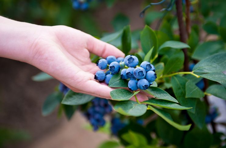9 самых надёжных сортов высокорослой голубики, которые я советую