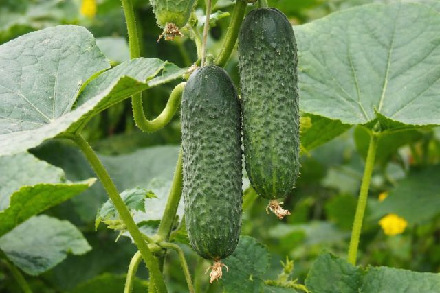 Амур F1 — сверхранний гибрид (35–38 дней) с пучковой завязью (4–6 плодов в узле), стабильно плодоносит в теплице и открытом грунте.