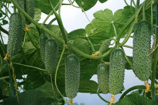 Артист F1 — ранний гибрид (38–40 дней), устойчивый к перепадам температур и кладоспориозу. Плоды ровные, тёмно-зелёные, длиной 9–10 см, плотные и хрустящие.