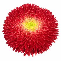 «Бенари Принцесс» F1 (Callistephus chinensis 'Benary Princess' F1)