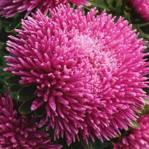 «Дракон Лилак Роуз» 