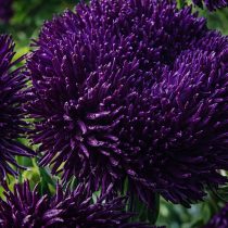 «Дракон Дак Блю» 