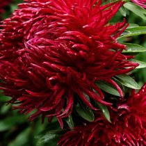 «Дракон Руби Рэд» 