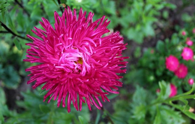 Игольчатые соцветия с длинными скрученными лепестками выглядят эффектно и ярко. При хорошем освещении центр остаётся плотным, растения выровненные, цветение продолжительное.