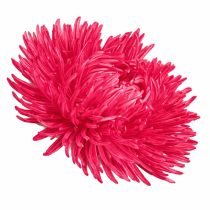 «Бургунди» (Callistephus chinensis 'Gala Burgundy')