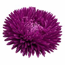 «Пёрпл» (Callistephus chinensis 'Gala Purple')