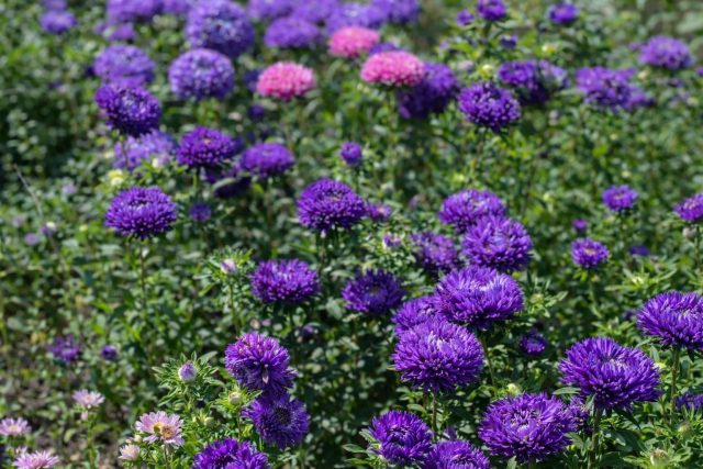 Профессиональная серия с плотными, однородными соцветиями и выровненными по высоте растениями. Лепестки держат форму после дождя, цветение стабильное, идеально для массовых посадок.