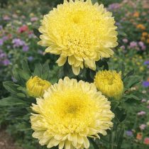 «Матадор Йелоу» (Callistephus chinensis 'Matador Yellow')