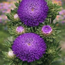 «Матадор Дип Блю» (Callistephus chinensis 'Matador Deep Blue')