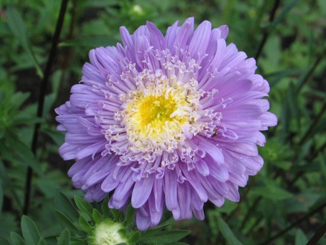 Плотные пионовидные соцветия с черепитчато уложенными лепестками, без проваленной серединки даже в сырую погоду. Куст выровненный, цветение обильное, подходит и для клумбы, и для стойкой срезки.