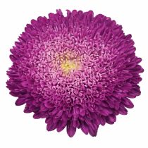 «Принцесс Блю» (Callistephus chinensis 'Princess Blue')