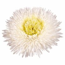 «Принцесс Вайт» (Callistephus chinensis 'Princess White')