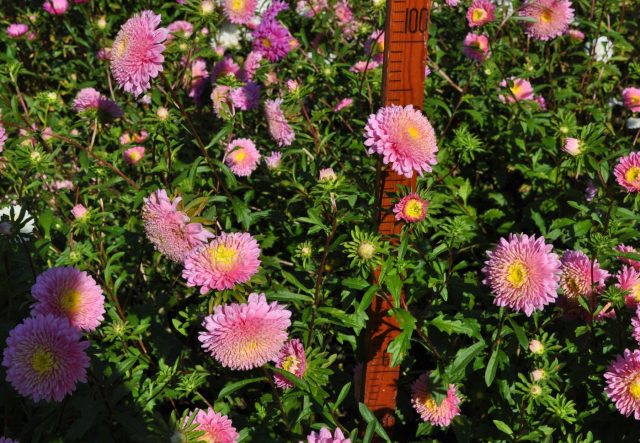 Густомахровые хризантемовидные цветки с тонкими изогнутыми лепестками образуют пышную шапку без пустот. Стебли прочные, цветение устойчиво к перепадам температуры и дождливому лету.