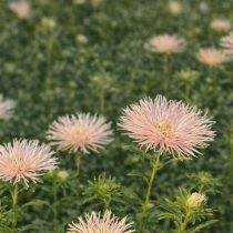 «Валькирия» (Callistephus chinensis 'Valkyrie')