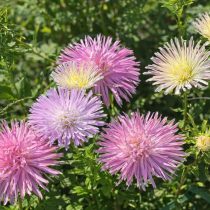«Валькирия» (Callistephus chinensis 'Valkyrie')