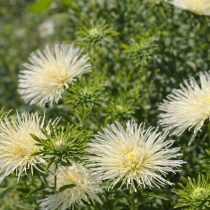 «Валькирия» (Callistephus chinensis 'Valkyrie')