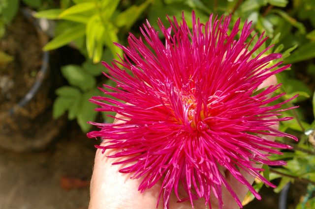 Крупноцветковая игольчатая серия with длинными игловидными лепестками. На солнечном месте формирует плотный центр, эффектно выделяется в миксбордерах и акцентных посадках.