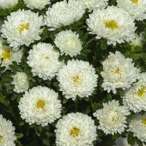 «Мацумото» (Callistephus chinensis 'Matsumoto')