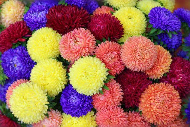 Компактные кусты с прочными цветоносами и классическими пионовидными цветками. Соцветия плотные, не раскисают от влаги, хорошо смотрятся в контейнерах и на клумбах.