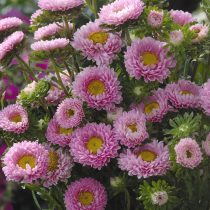 «Мацумото» (Callistephus chinensis 'Matsumoto')