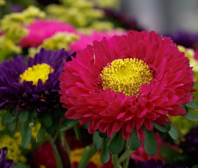 Простые и полумахровые соцветия with ярким центром отличаются исключительной выносливостью. Растения устойчивы к болезням и погодным колебаниям, подходят для миксбордеров и начинающих садоводов.