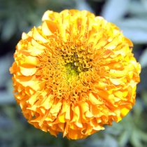 «Антигуа» (Tagetes erecta 'Antigua') «Антигуа» (Tagetes erecta 'Antigua')