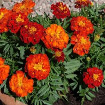 Бархатцы «Кармен» (Tagetes patula 'Carmen') Бархатцы «Кармен» (Tagetes patula 'Carmen')