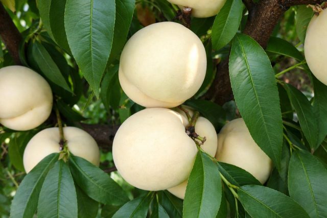 Сорт Белый Лебедь выделяется светлой, кремовой мякотью и мягкой текстурой. Плоды крупные, сладкие, с деликатным ароматом. Белый Лебедь особенно хорош для свежего стола, хотя и для варенья подходит отлично.