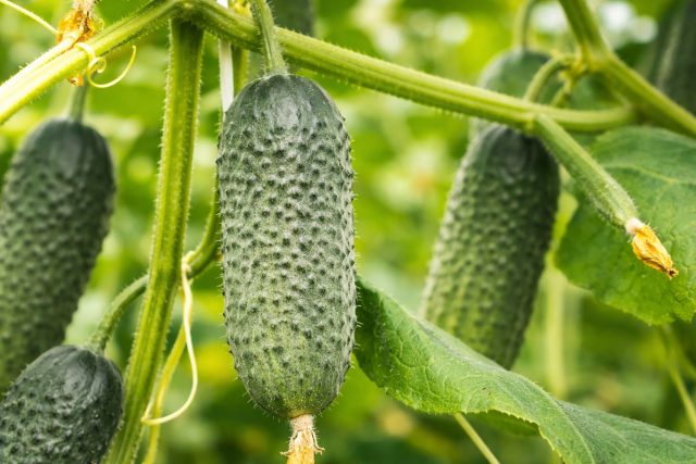 Бьерн F1 — ультраранний гибрид (35–37 дней) с компактным кустом. Плоды 10–11 см, подходят для раннего тепличного оборота.