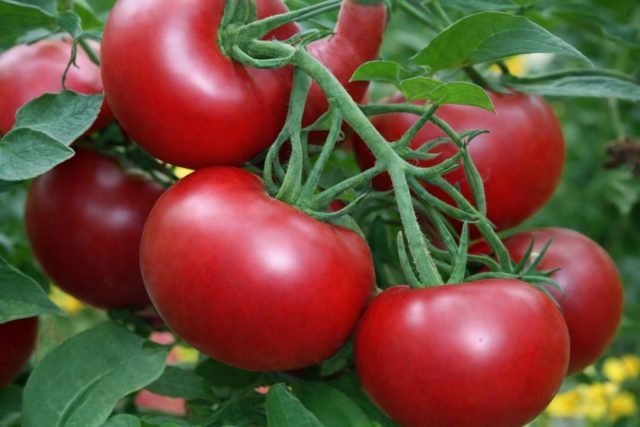 Благовест F1 — урожайный гибрид с плотными, транспортабельными плодами 100–130 г. Стабильно завязывает при жаре и перепадах влажности. Хороший выбор для поликарбонатных теплиц.