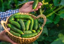 Лучшие сорта ранних огурцов для грядки и теплицы