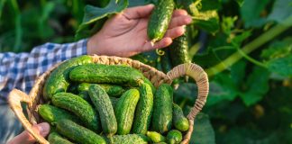 Лучшие сорта ранних огурцов для грядки и теплицы