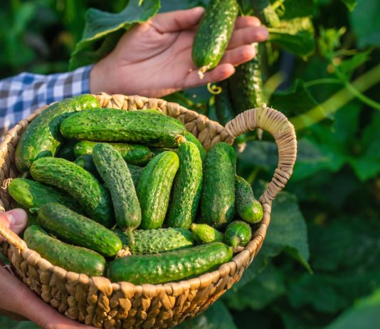 Лучшие сорта ранних огурцов для грядки и теплицы - Овощи Лучшие сорта ранних огурцов для грядки и теплицы