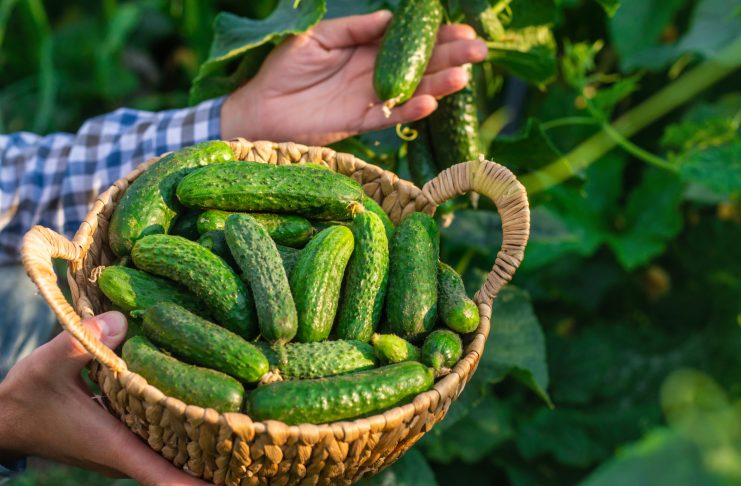 Лучшие сорта ранних огурцов для грядки и теплицы
