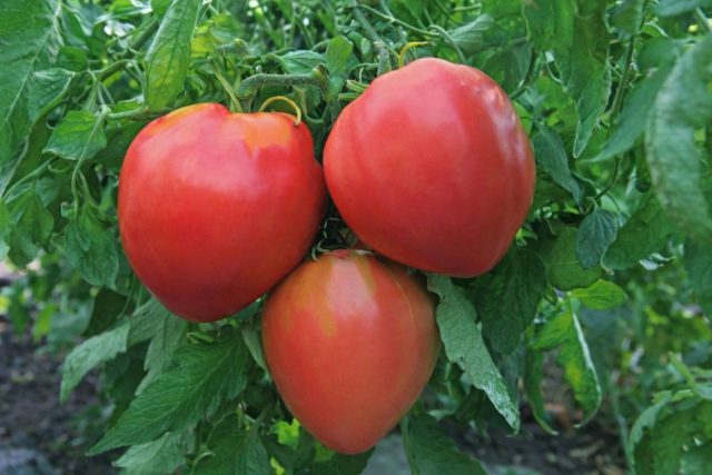 Бычье сердце — крупноплодный салатный томат с мясистой мякотью и ярким вкусом. В теплице раскрывается лучше, чем в ОГ, но требует строгой формировки и питания. Для тех, кто готов работать ради качества.