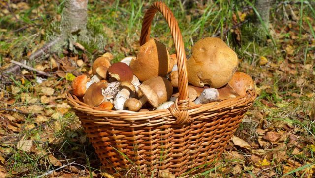 Лес кормил и лечил. Грибы заменяли мясо в пост, ягоды спасали от цинги, орехи служили походной едой. Всё сушили, солили, мочили — так витамины сохранялись до самой весны.