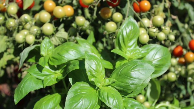 Базилик рядом с томатами не только улучшает аромат плодов, но и выделяет фитонциды, подавляющие грибковые инфекции и отпугивающие вредителей. Базилик рядом с томатами не только улучшает аромат плодов, но и выделяет фитонциды, подавляющие грибковые инфекции и отпугивающие вредителей.