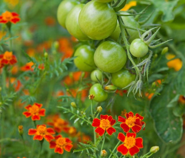 Грамотное соседство повышает урожайность, улучшает вкус плодов, снижает риск болезней и помогает эффективнее использовать площадь грядки без избыточной химии. Грамотное соседство повышает урожайность, улучшает вкус плодов, снижает риск болезней и помогает эффективнее использовать площадь грядки без избыточной химии.