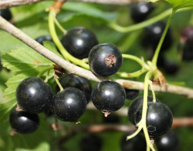 Куст чёрной смородины с зелёными листьями и гроздьями спелых ягод